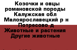 Козочки и овцы романовской породы - Калужская обл., Малоярославецкий р-н, Потресово д. Животные и растения » Другие животные   